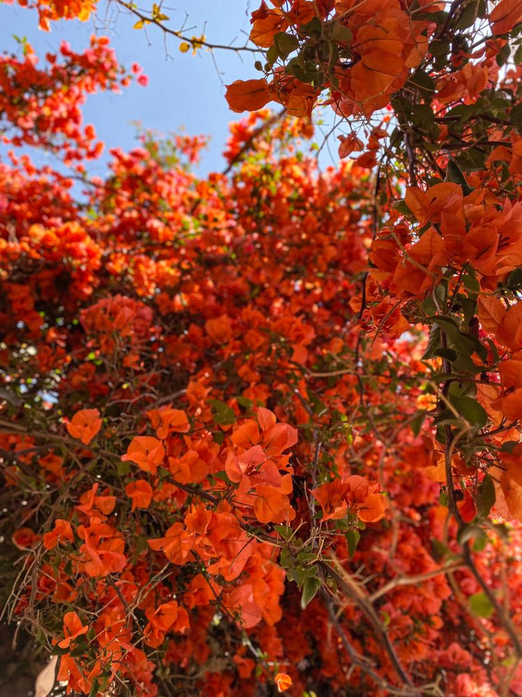 Orange Bougainvillea cluster
