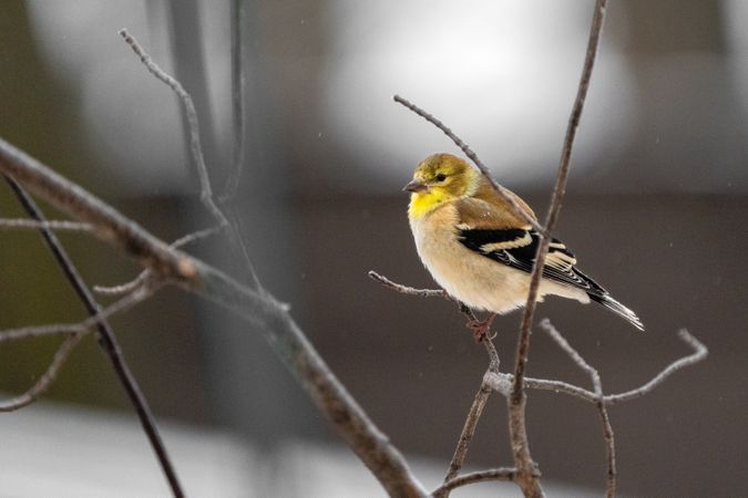American Goldfinch in McGregor, Minnesota