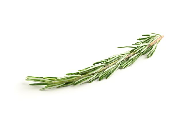 Fresh green rosemary isolated on neutral background