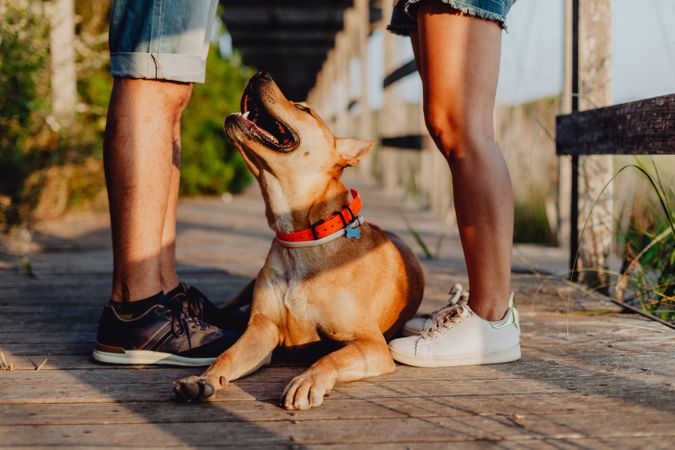 Loving adult couple resting with dog at countryside