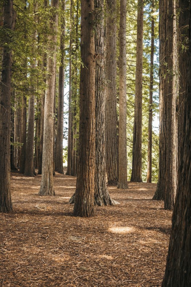 Coniferous tress at forest of New Zealand