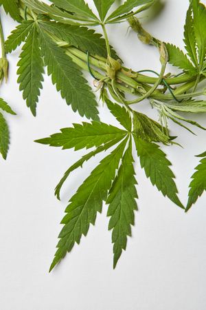 Cannabis leaves on light grey background