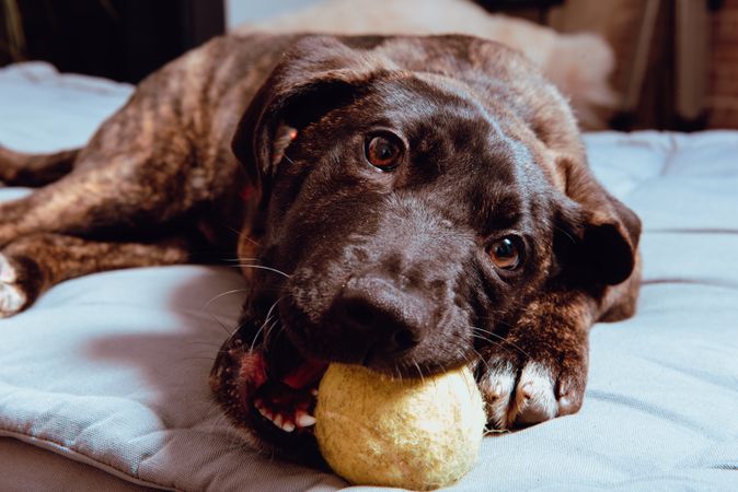 Charming playful dog with ball