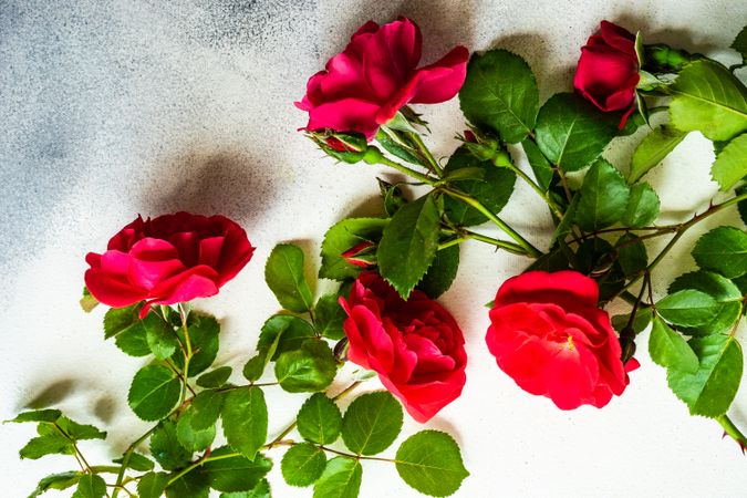 Red roses scattered on marble counter