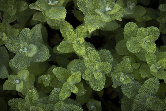 Mint plant. Leaves of medicinal plant. Lush green background of nature