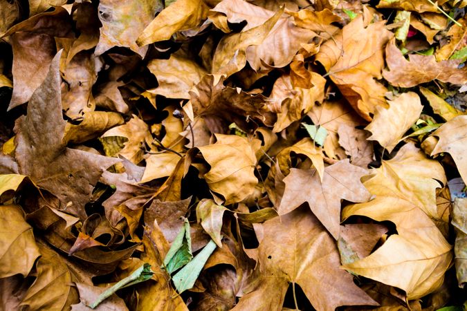 Dried fallen autumn leaves