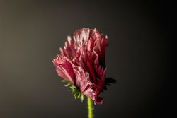 Pink oriental poppy in dark studio