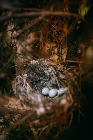 Bird nest on conifer tree