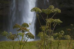 Alpine plants in front of waterfall in Iceland
