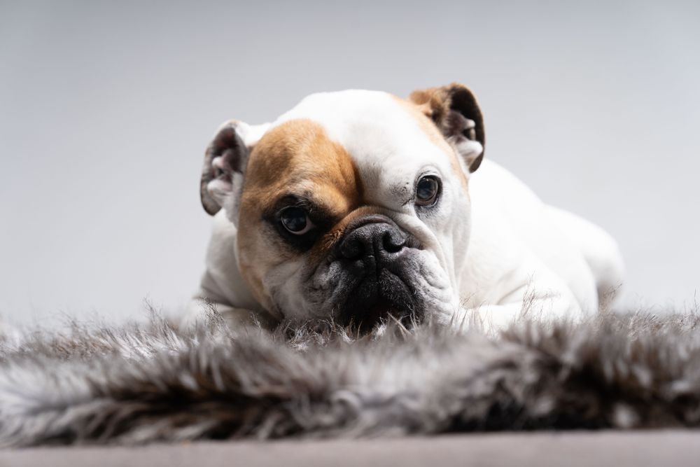 American bulldog lying on rug