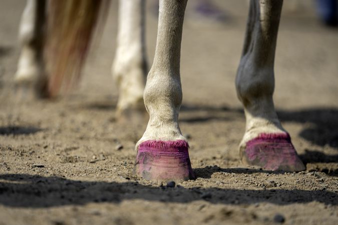 Horse's hooves painted pink, the horse costume contest at the Itasca County Fair, MN