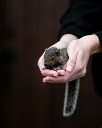 Person holding a squirrel