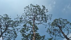 Trees and sky after the rain