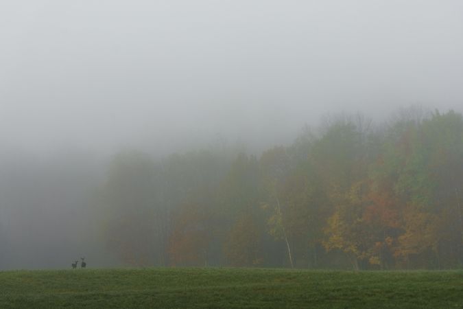 Deer and autumn morning fog in Aitkin County, Minnesota