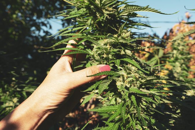 Female hand holding marijuana plant, outdoors