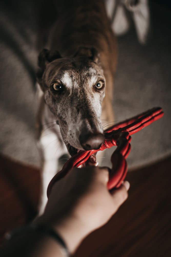 Dog playing with toy and owner