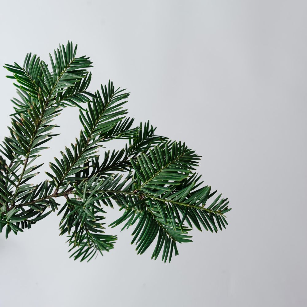 Pine tree branch on light background
