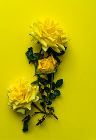 Yellow roses on yellow background