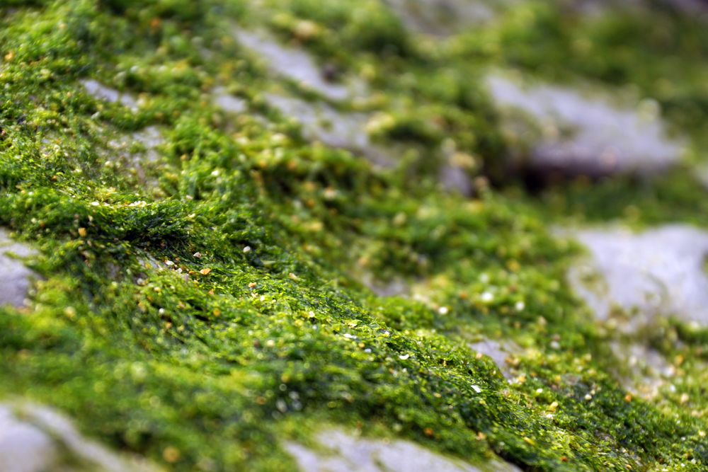 Closeup of green fluffy moss on stone