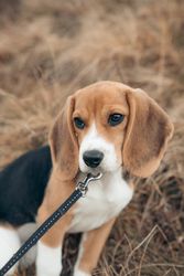 Tricolor beagle with leash