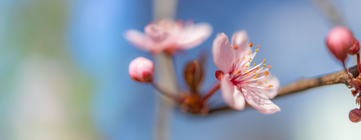 Wide, close up shot of two cherry blossom flower on branch