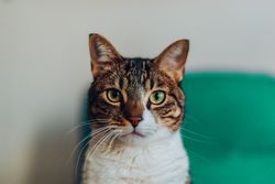 Funny cat with brown and coat pattern