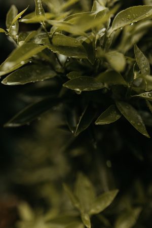 Wet green plant in garden