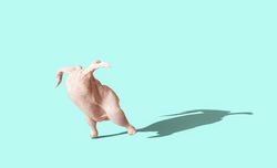 Whole raw chicken isolated on a blue background