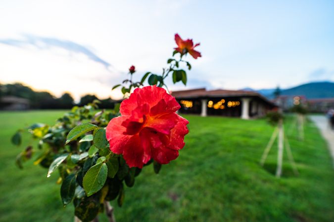Blooming flowers in a garden