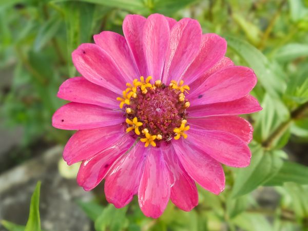common zinnia flower