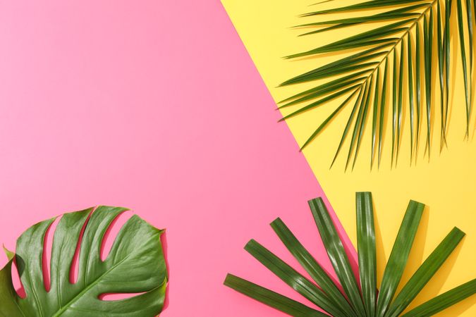 Different palm leaves on two color background, copy space