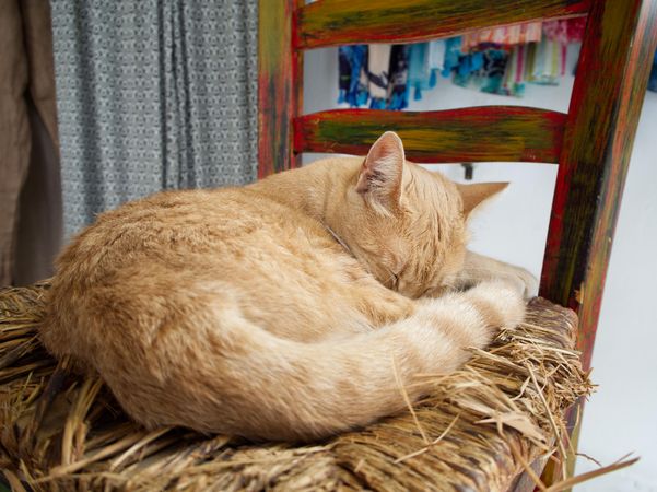 Brown cat sleeping on a chair