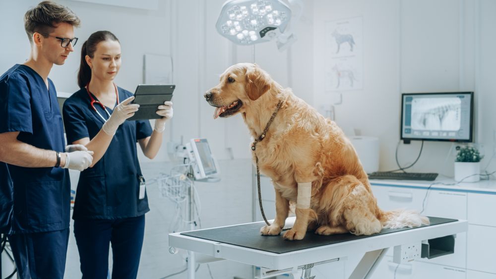 Two Young Female and Male Veterinarians Using a Tablet Computer with Diagnosis Software.