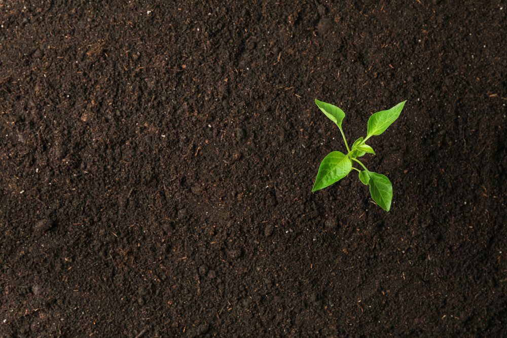 Green sprout in soil, space for text and top view. Environmental protection. Agriculture