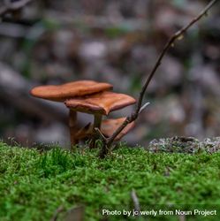 Three brown mushrooms growing from the forest floor 0JxrK4