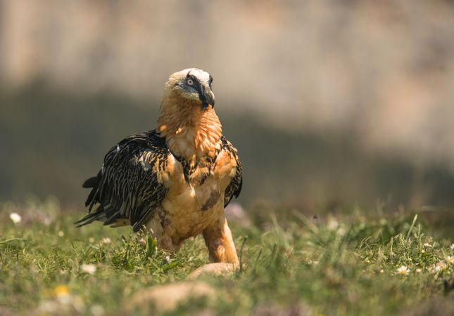 Furious wild gypaetus barbatus