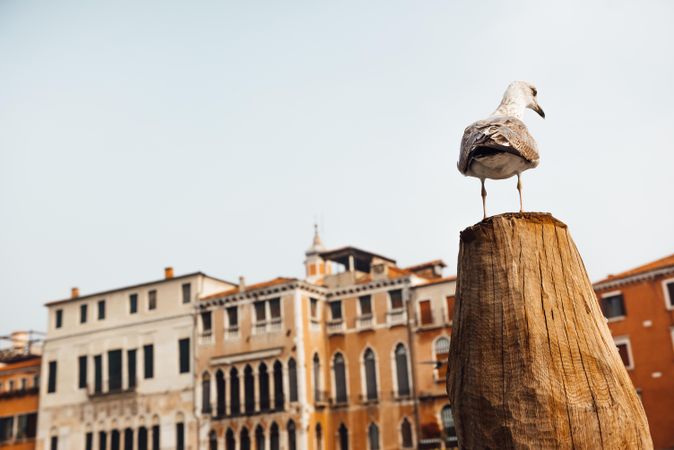 Gray bird on brown wooden post