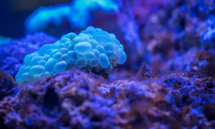 Blue coral reef in close up