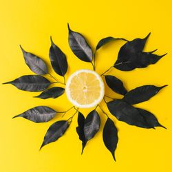 Lemon and dark  leaves on yellow background