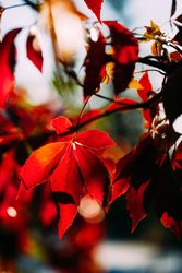 Bright red leaves on tree in sunlight