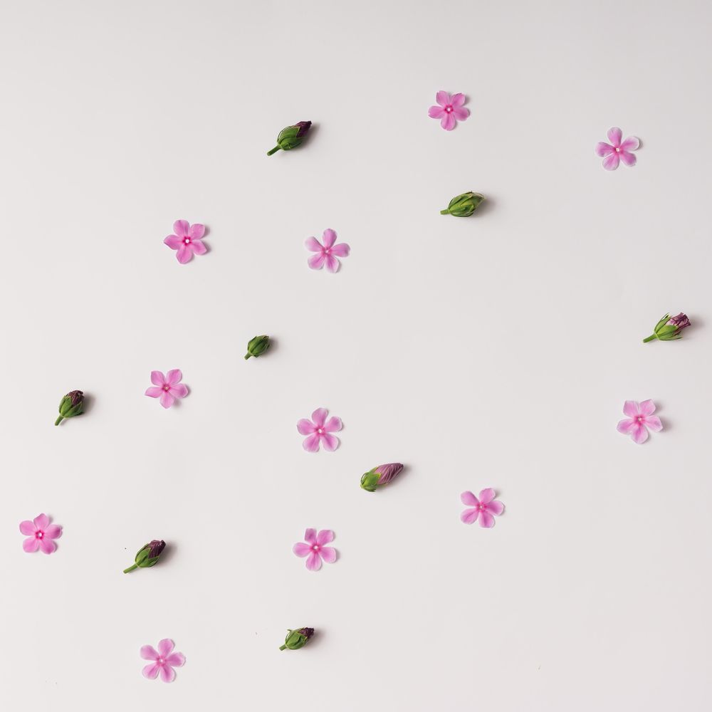 Pink flowers and buds pattern on light background
