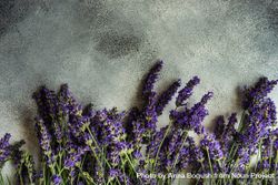 Fresh lavender flowers in a row along the bottom of frame 4mWdqW