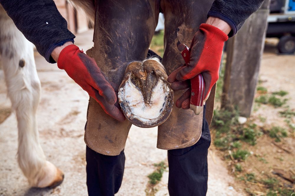 Blacksmith changing horseshoe to the leg of a horse using bald lime hammer pliers