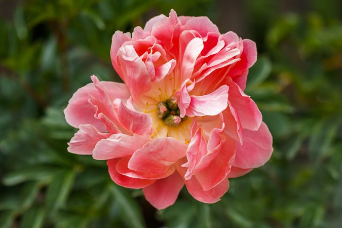 Pink peony with yellow interior