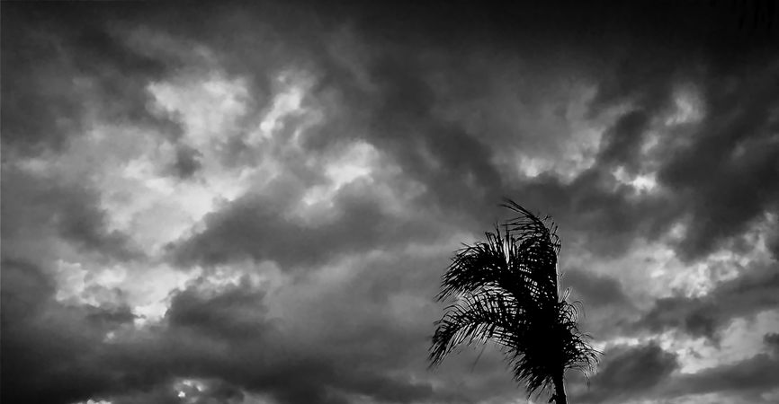 Grayscale photo of palm tree under cloudy sky
