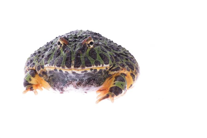 Huge green pacman frog seen in front isolated on a light background