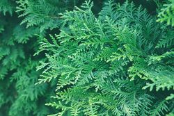 Background of green hedge