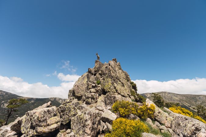Young goats on high stone on background of blue sky