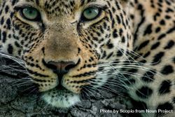 Close up of leopard 49eJE4