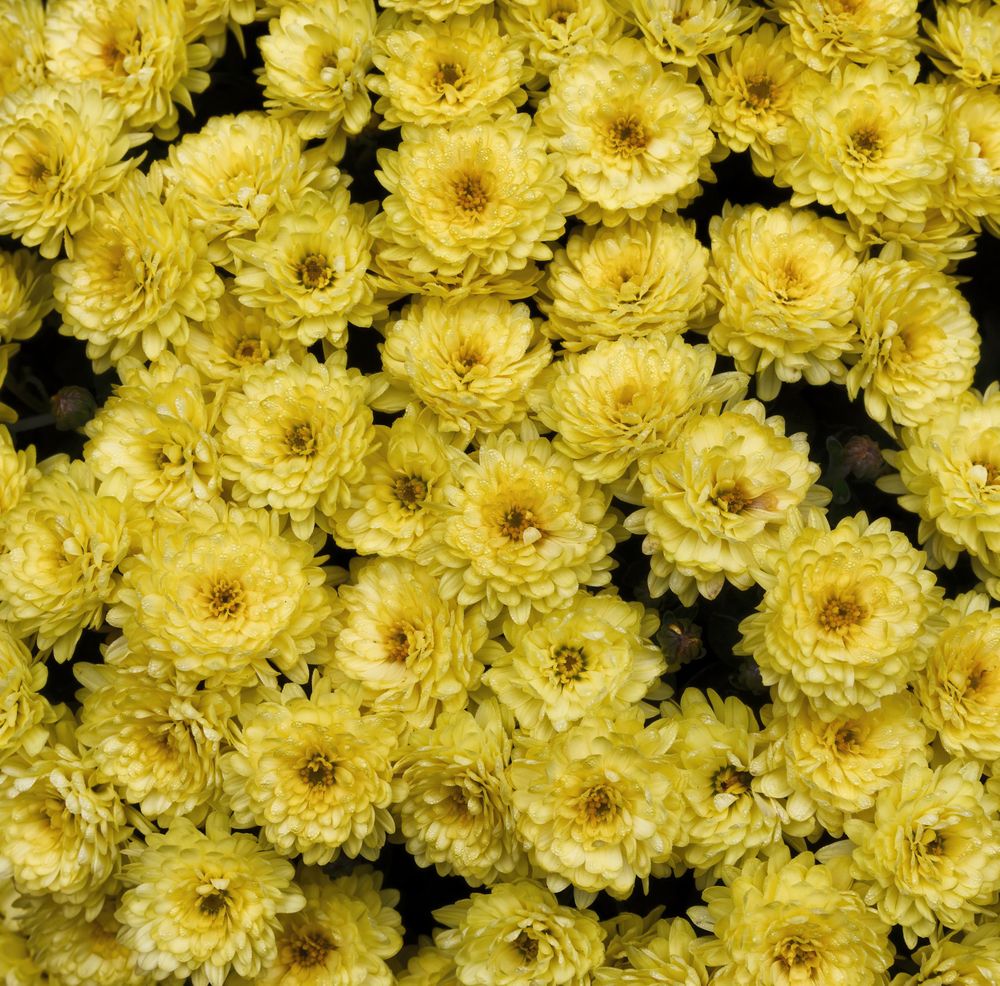 Yellow flower background